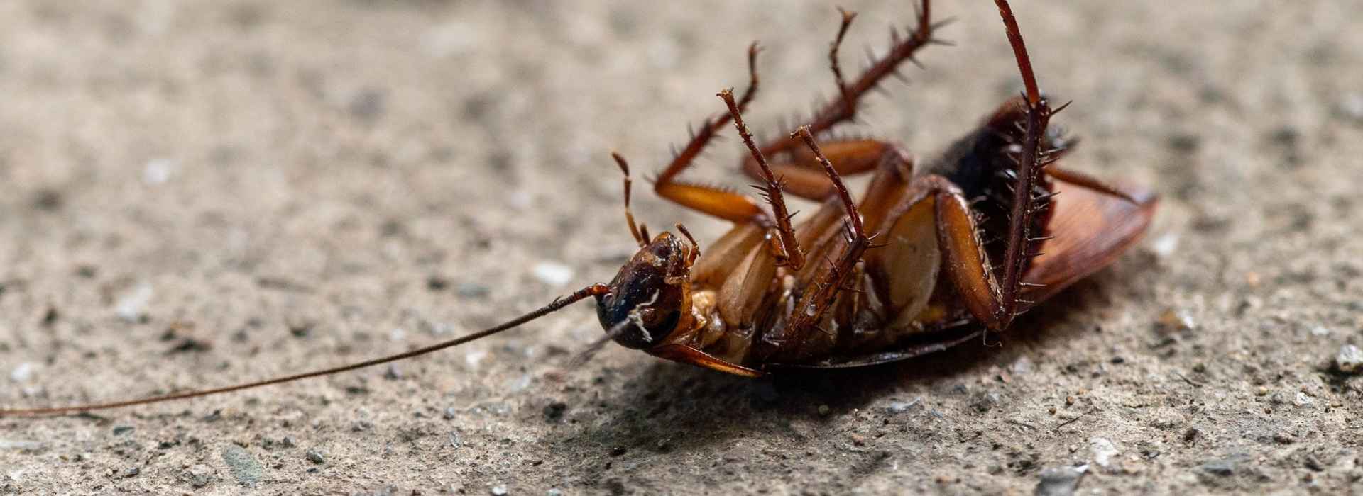 Sem nome (650 x 250 px) (800 x 1200 px) (800 x 500 px) (1920 x 700 px) (1)